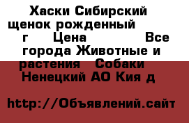 Хаски Сибирский (щенок рожденный 20.03.2017г.) › Цена ­ 25 000 - Все города Животные и растения » Собаки   . Ненецкий АО,Кия д.